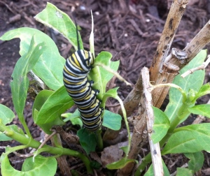 Chubby Monarch caterpillar on miikweed