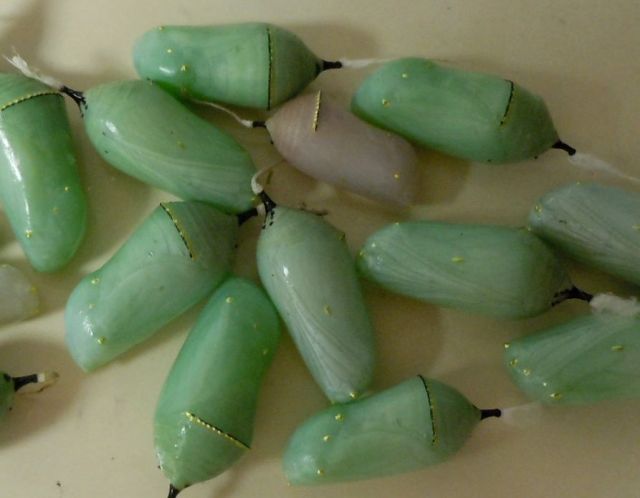 Queen and Monarch Chrysalises