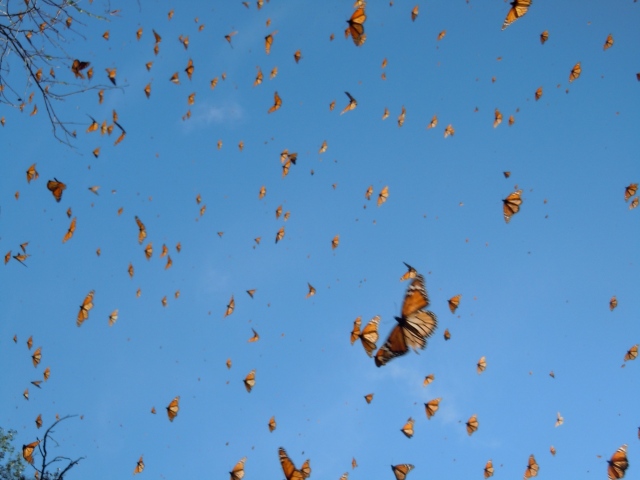 Monarch butterflies in Michoacan